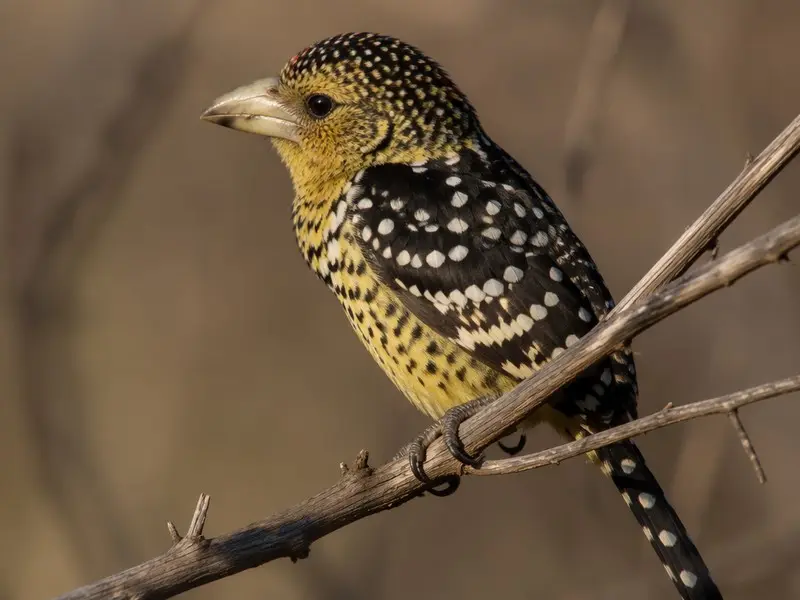 D'Arnaud's Barbet