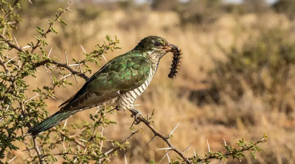 Photographing Wildlife in Tsavo East National Park