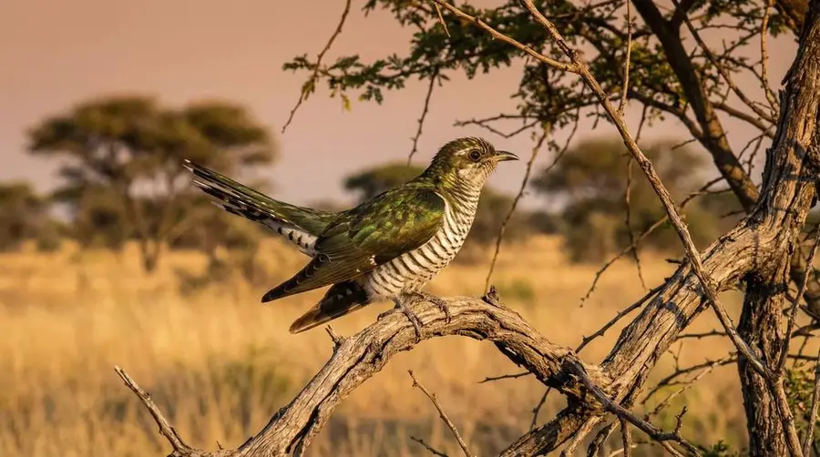 Diederik Cuckoo