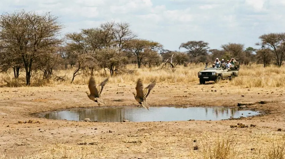 Planning a Safari to Addo Elephant National Park