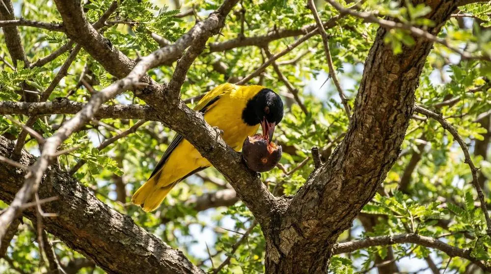 Planning a Safari to Akagera National Park