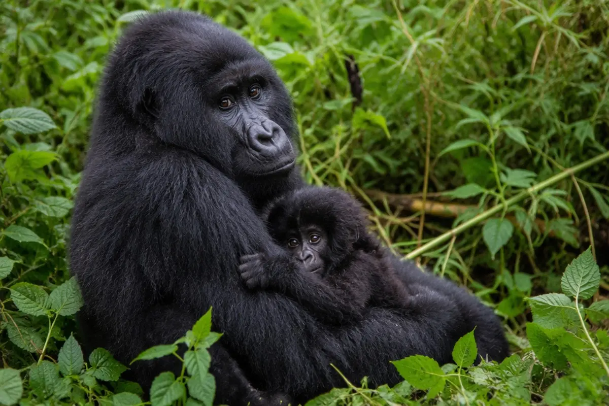 Eastern Gorilla: Facts, Habitat and Conservation