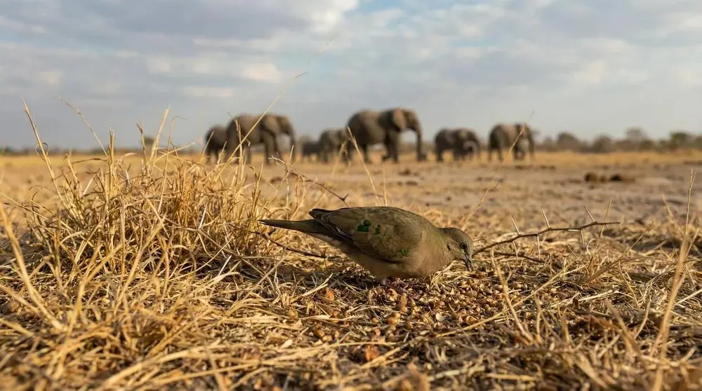 Planning a Safari to Etosha National Park