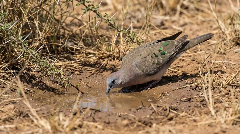 Planning a Safari to Hluhluwe-iMfolozi Park