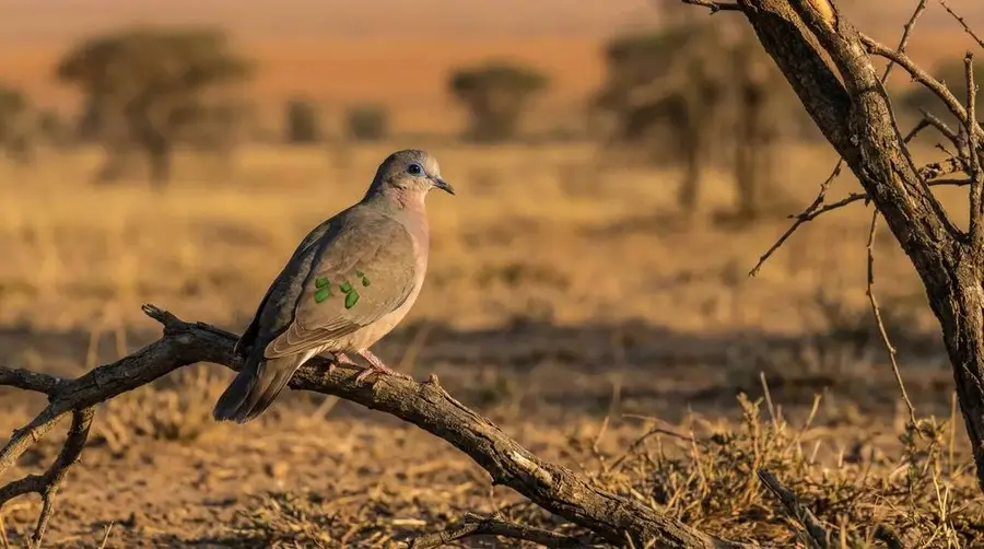 Emerald-spotted Wood Dove