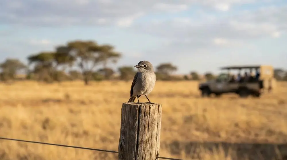 Planning a Safari to Laikipia Plateau Conservancies