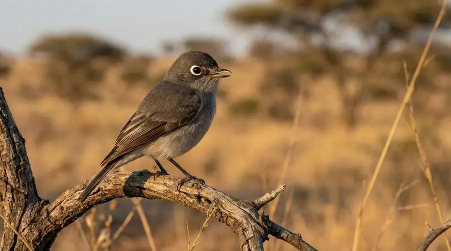 Fiscal Flycatcher