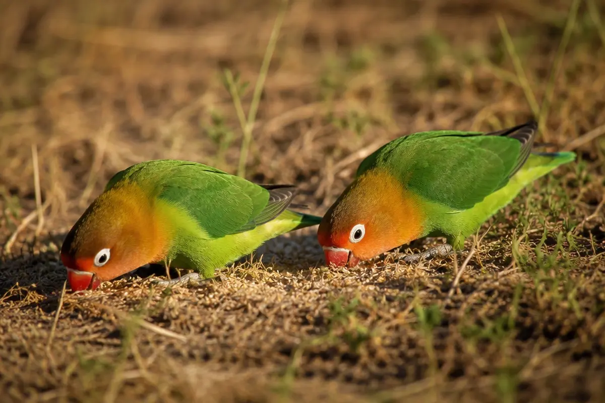 Planning a Safari to Lake Nakuru National Park