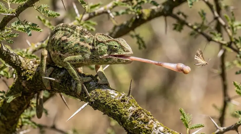 Flapneck Chameleon: Facts, Habitat and Conservation
