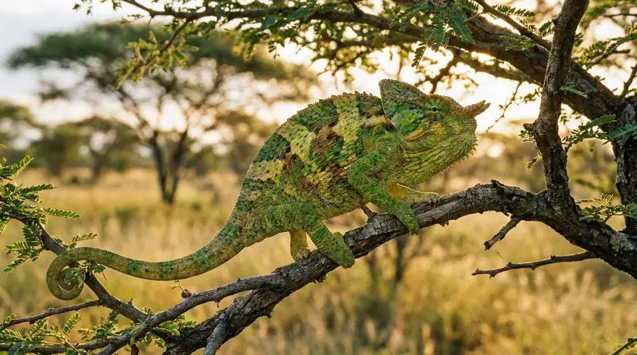 Flapneck Chameleon
