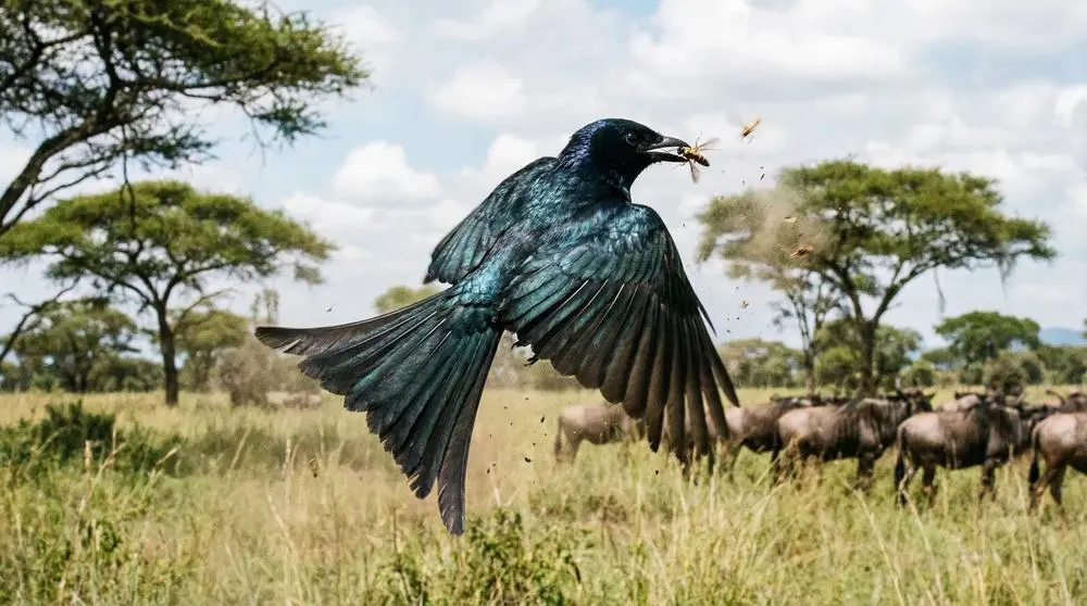 Planning a Safari to Mahale Mountains National Park