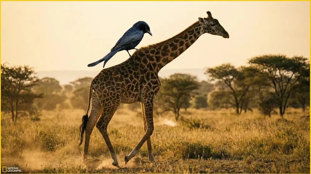 Planning a Safari to Mana Pools National Park