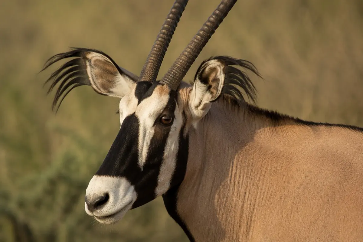 How to Photograph the Fringe-eared Oryx on Safari