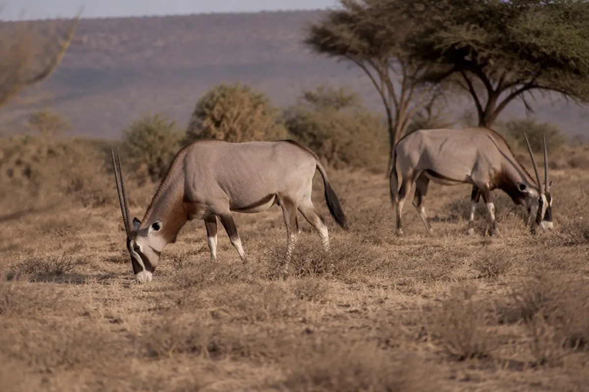 Fringe-eared Oryx: Facts, Habitat and Conservation