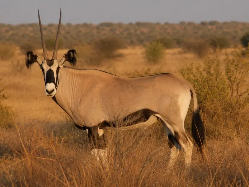 Fringe-eared Oryx