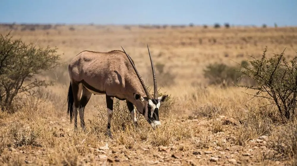 How to Photograph the Gemsbok on Safari