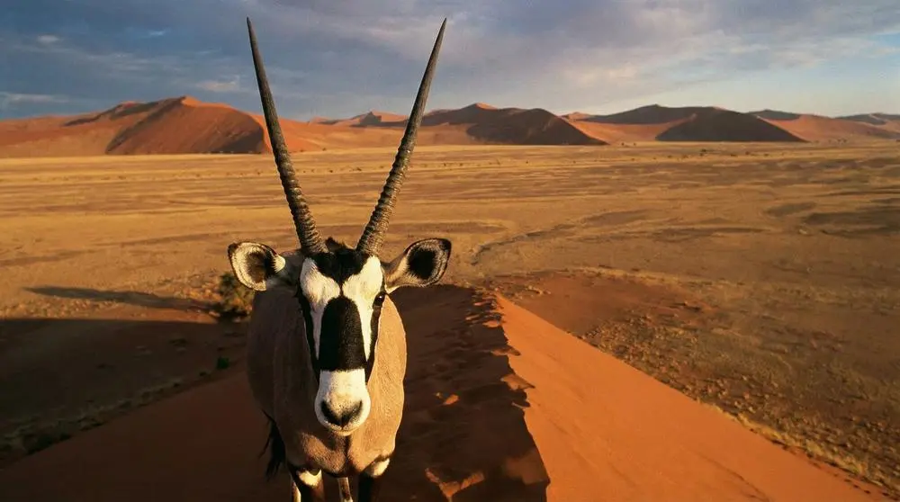 Gemsbok: Facts, Habitat and Conservation