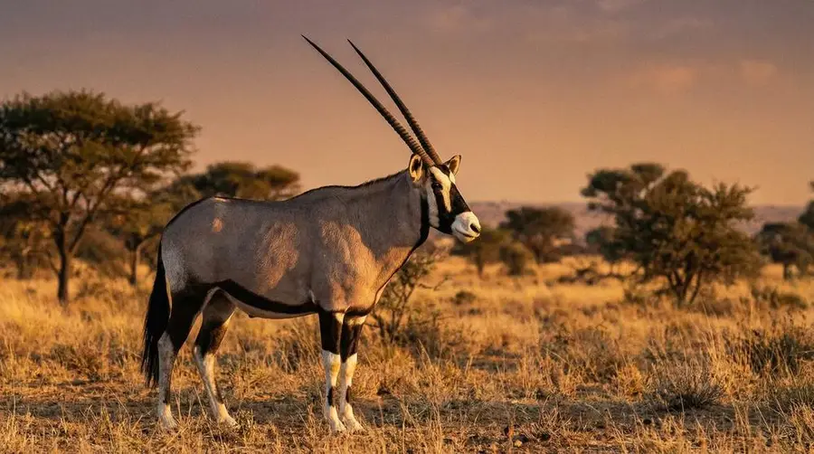Gemsbok