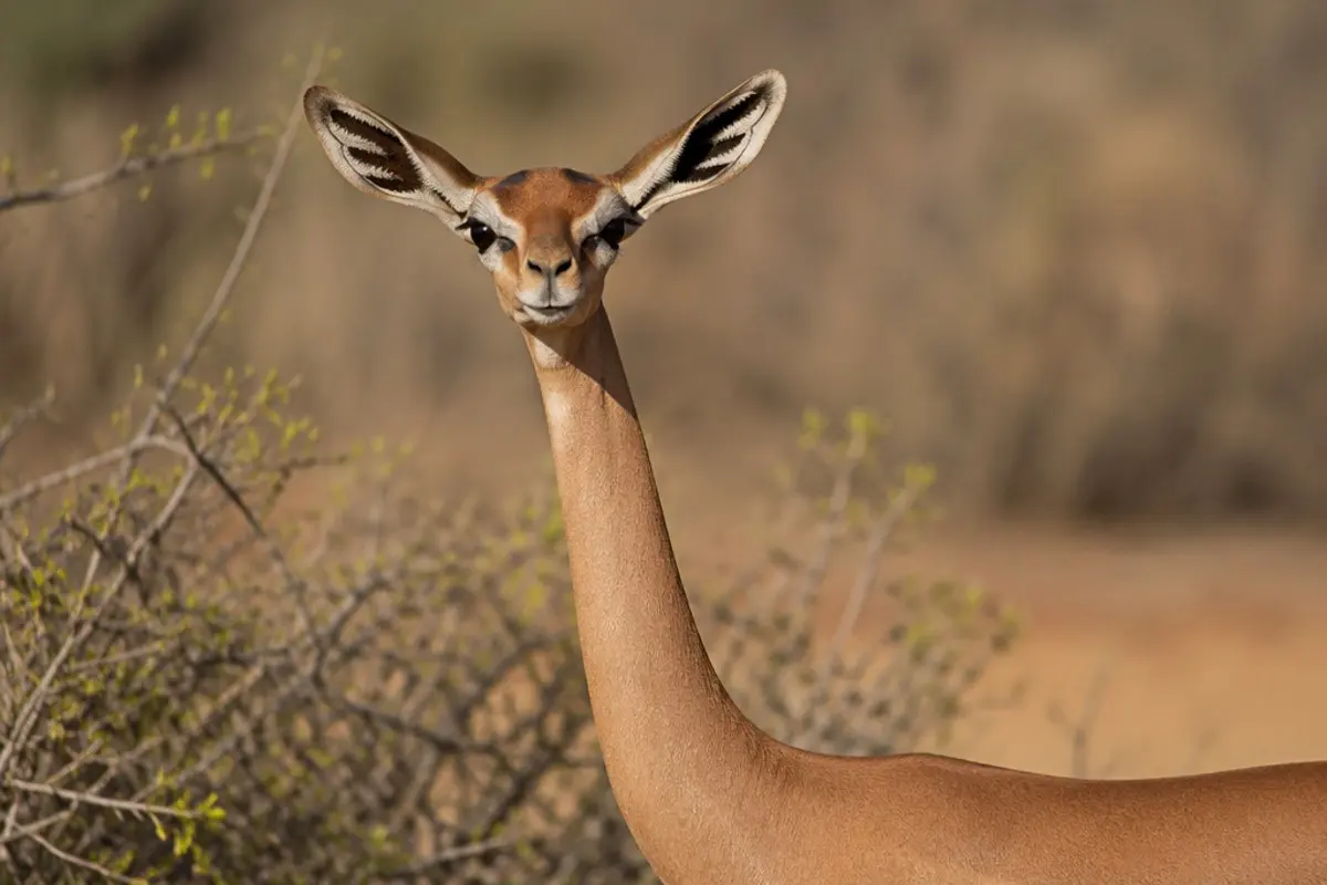 How to Photograph the Gerenuk on Safari