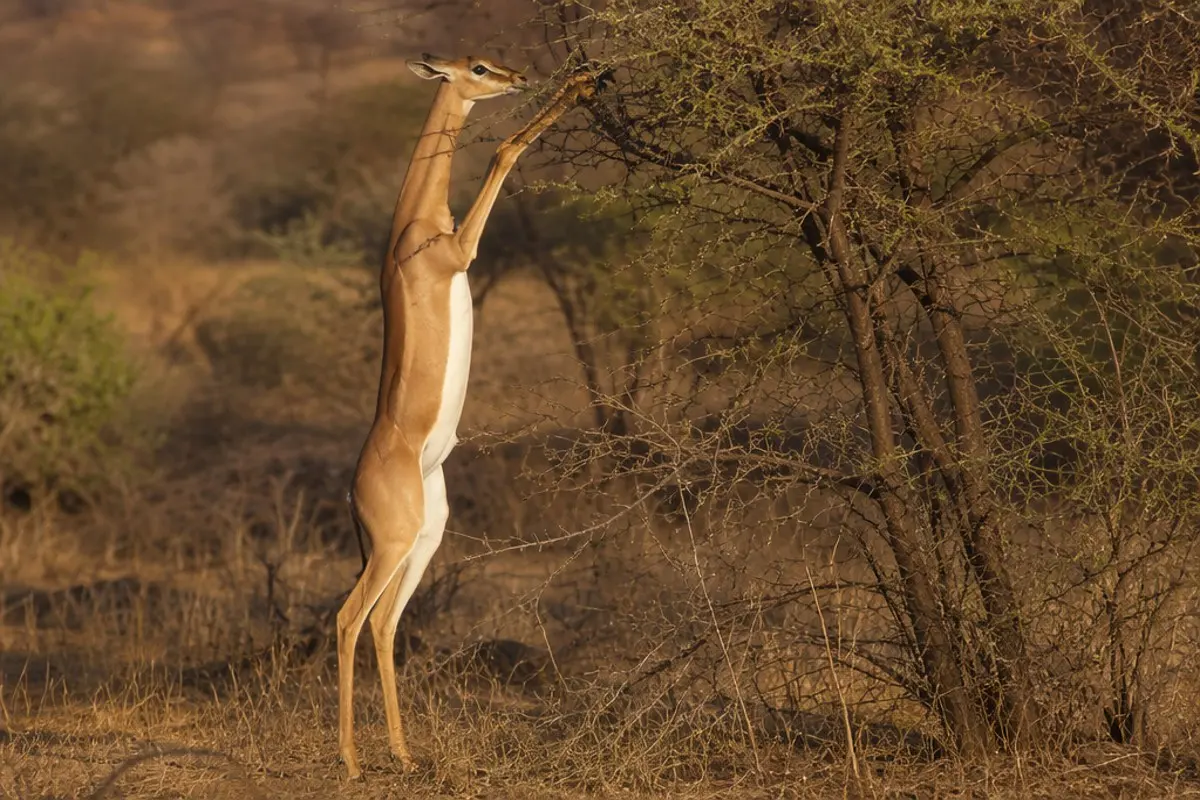 Gerenuk: Facts, Habitat and Conservation