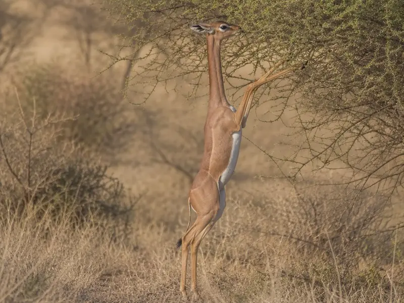 Gerenuk