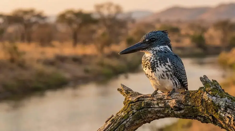 Giant Kingfisher