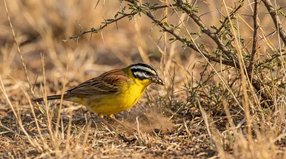 Planning a Safari to Mikumi National Park