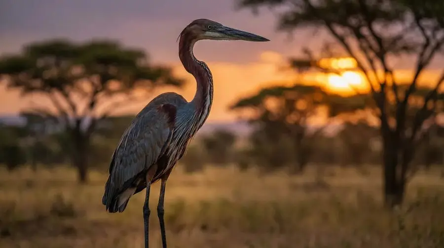 Goliath Heron