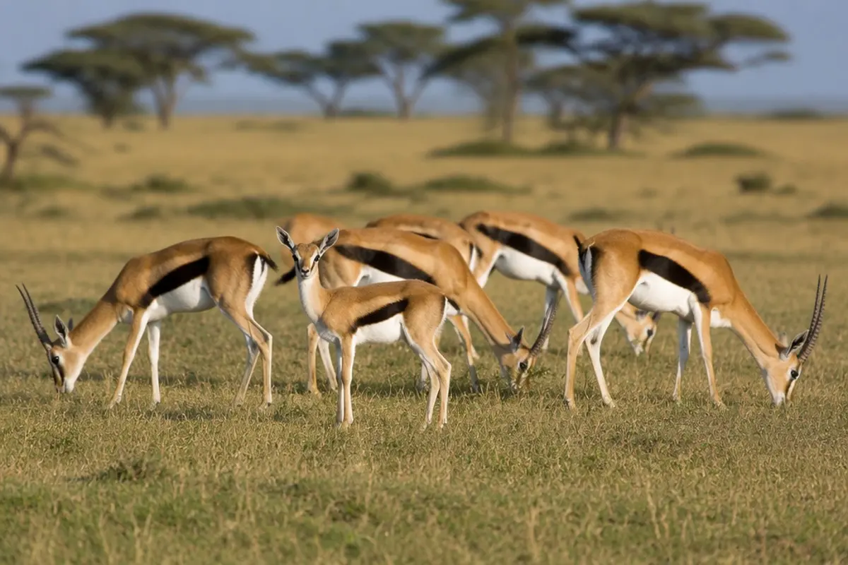Grant's Gazelle: Facts, Habitat and Conservation