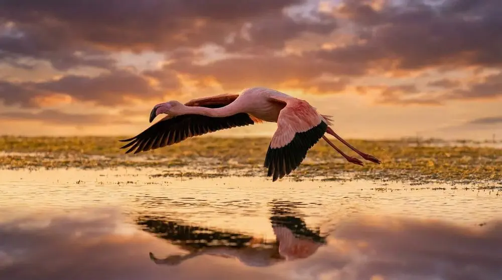 Best Time to Visit Lake Manyara National Park