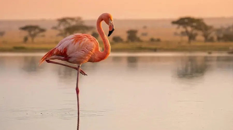 Greater Flamingo