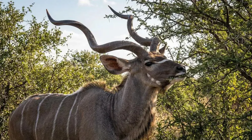 How to Photograph the Greater Kudu on Safari