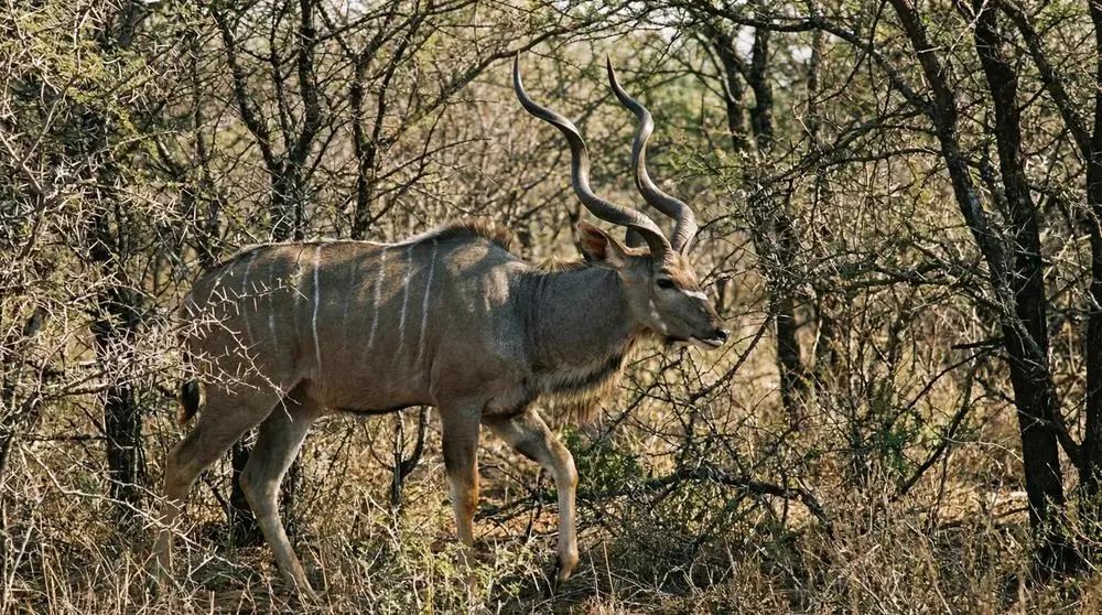 Greater Kudu: Facts, Habitat and Conservation