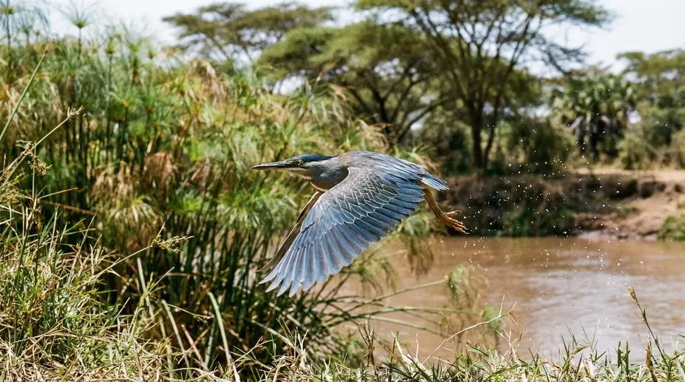 Planning a Safari to Volcanoes National Park