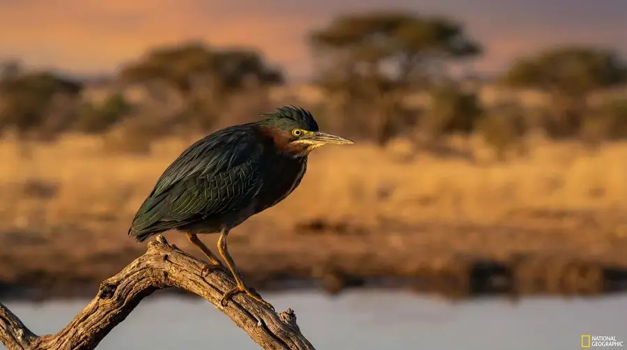 Green-backed Heron