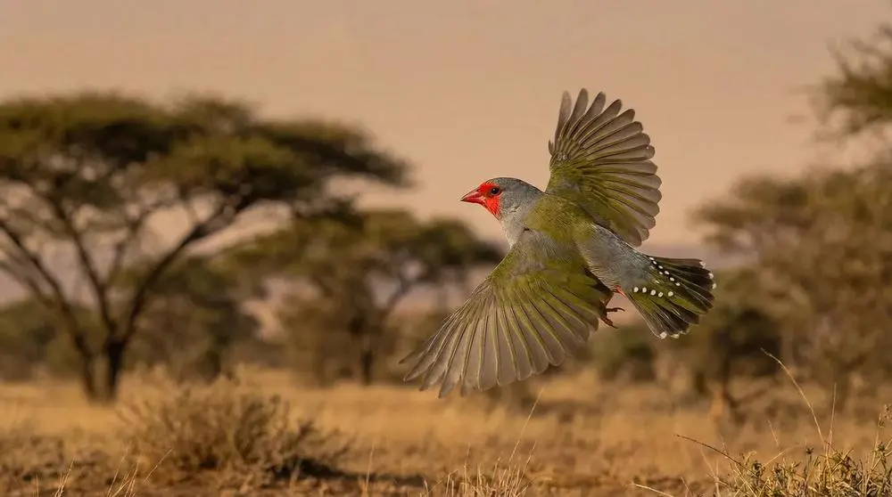 Ruaha National Park Safari Guide