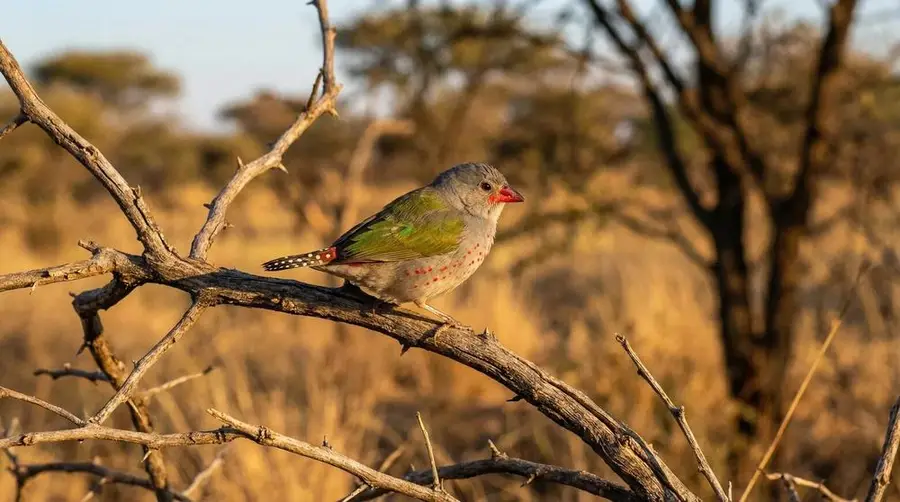 Green-winged Pytilia