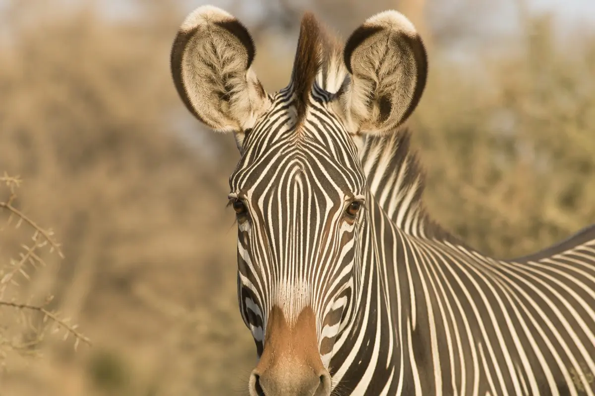 How to Photograph the Grevy's Zebra on Safari