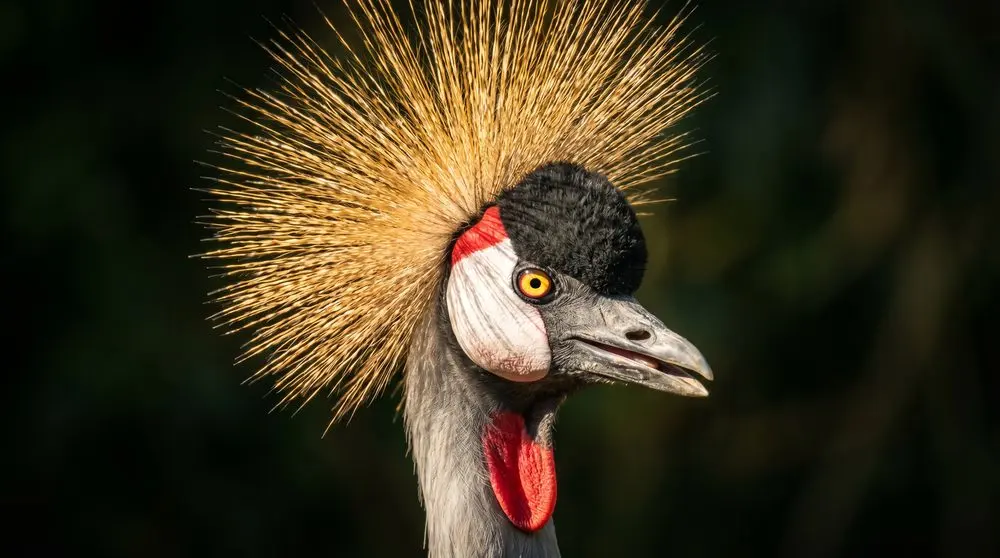 Sabi Sand Game Reserve Safari Guide