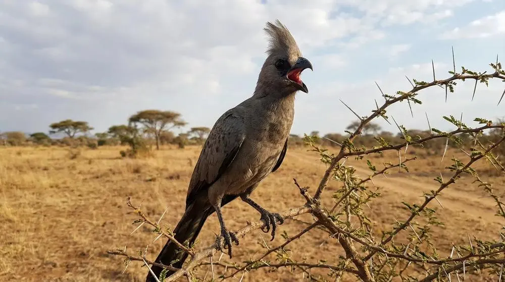 Nyerere National Park (Selous) Safari Guide