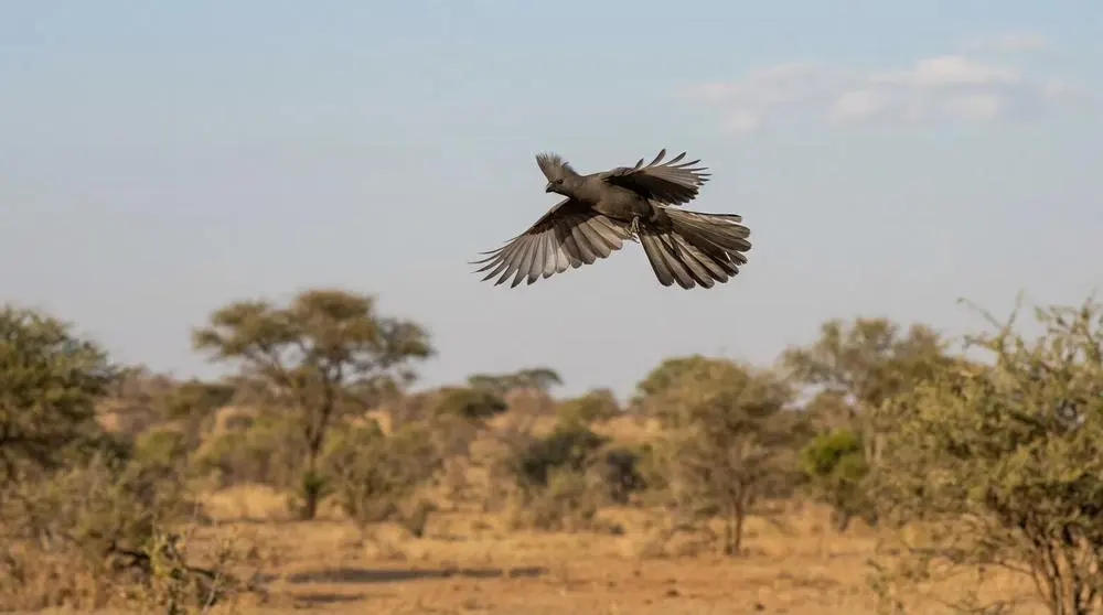 Serengeti National Park Safari Guide