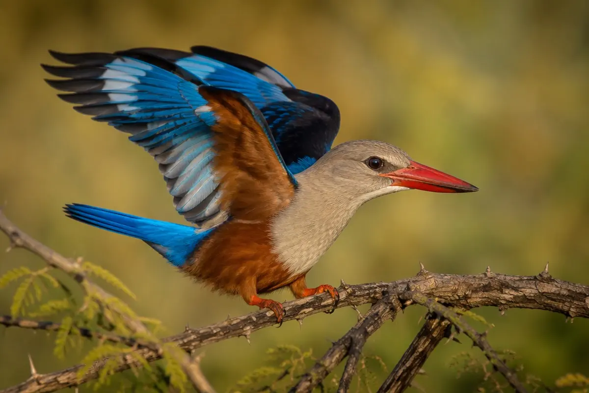 Top Wildlife to See in Chobe National Park