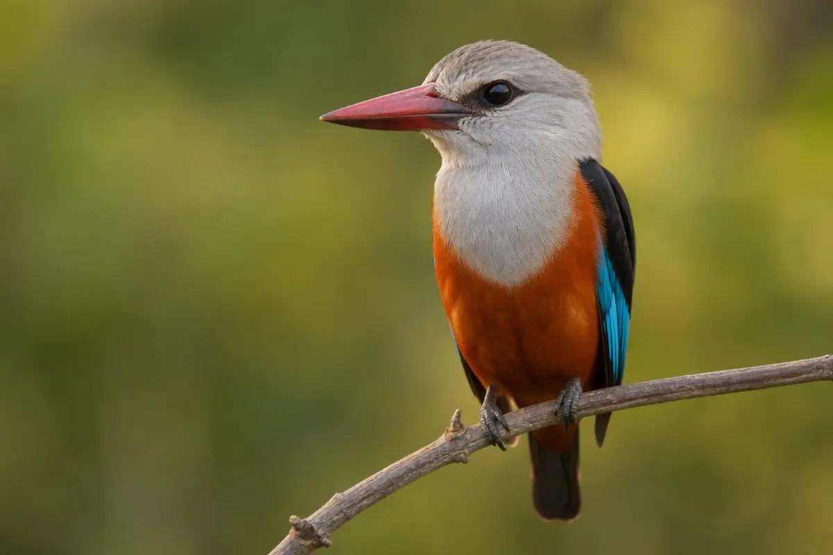 Top Wildlife to See in Etosha National Park
