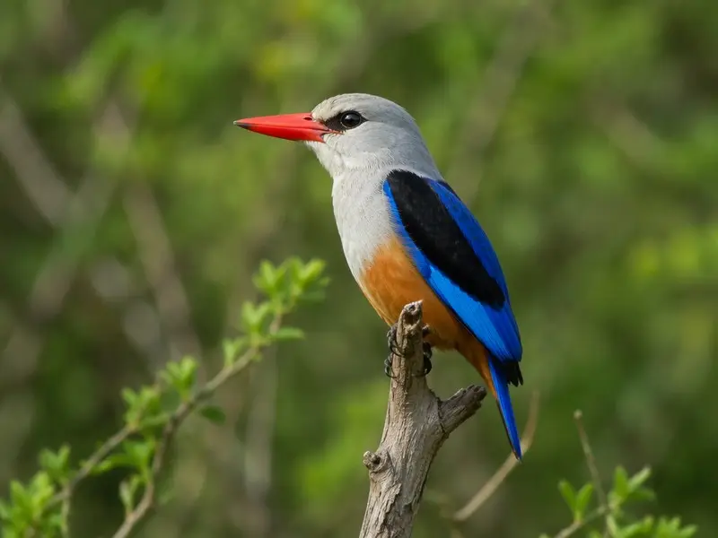 Grey-headed Kingfisher