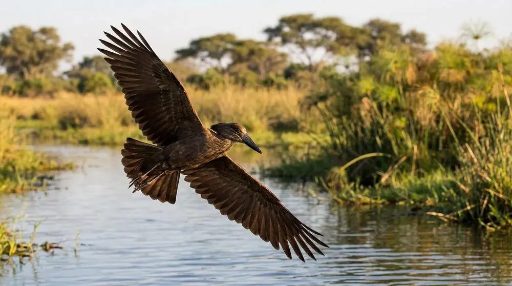 Top Wildlife to See in Lake Manyara National Park