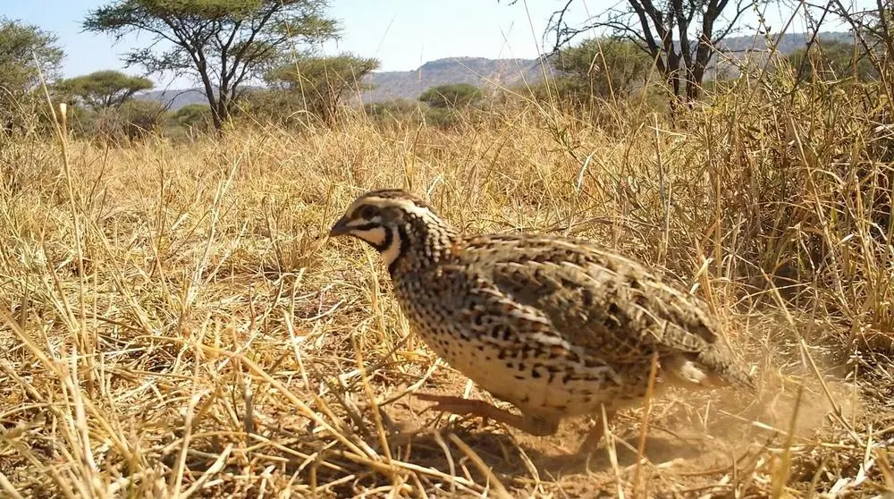 Top Wildlife to See in Lake Nakuru National Park