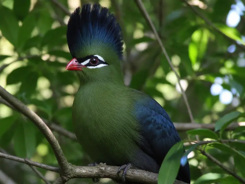 Hartlaub's Turaco