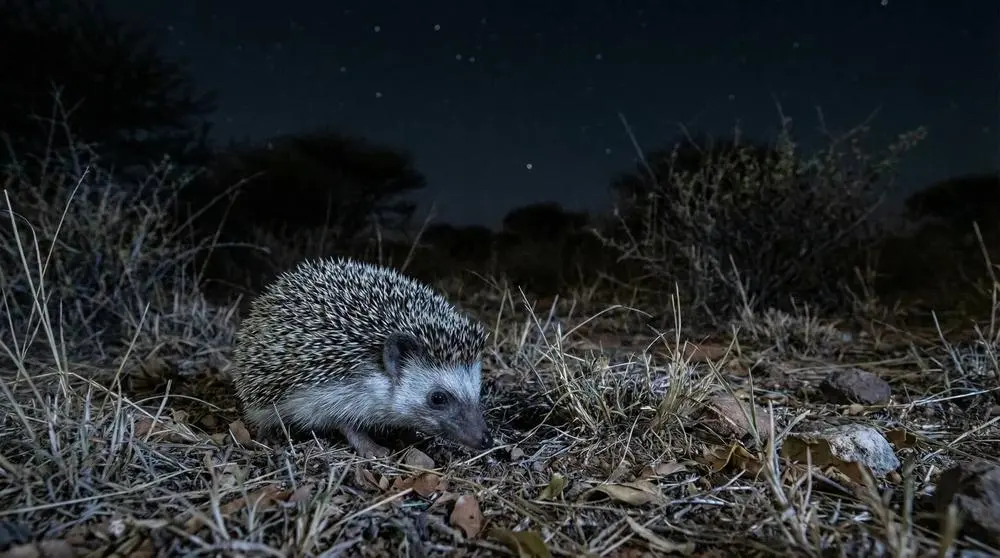How to Photograph the Hedgehog on Safari