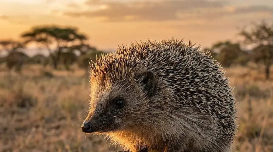 Hedgehog