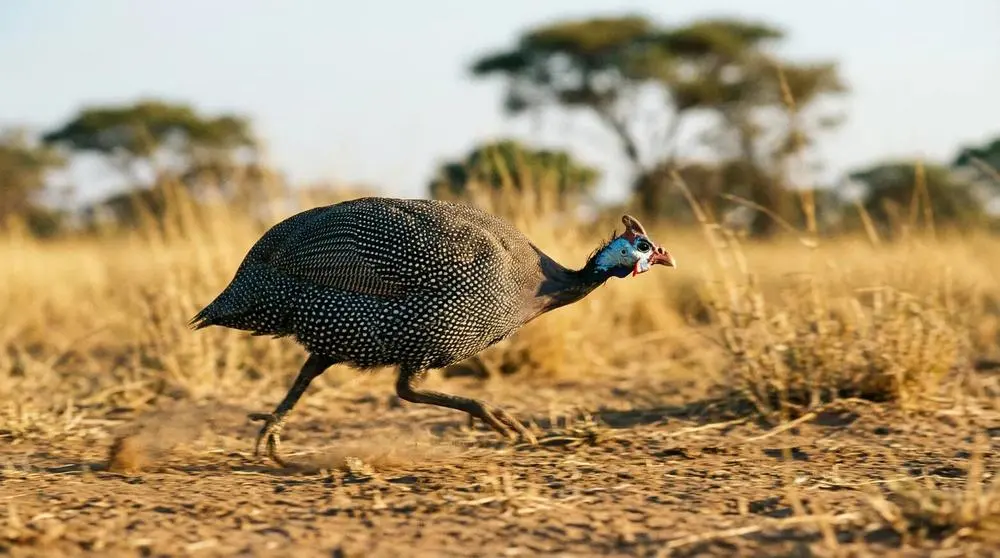 Top Wildlife to See in Meru National Park